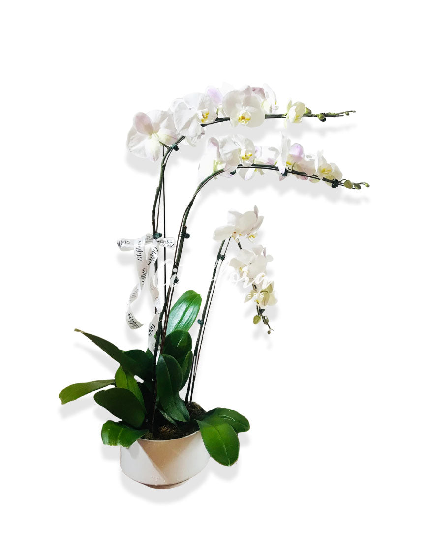 Phalaenopsis