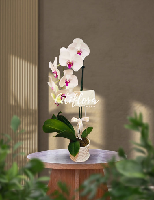Phalaenopsis