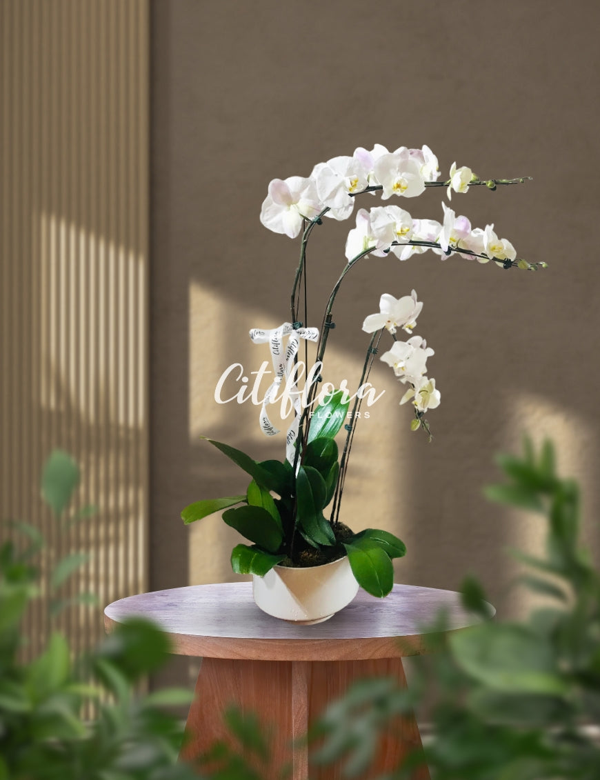 Phalaenopsis